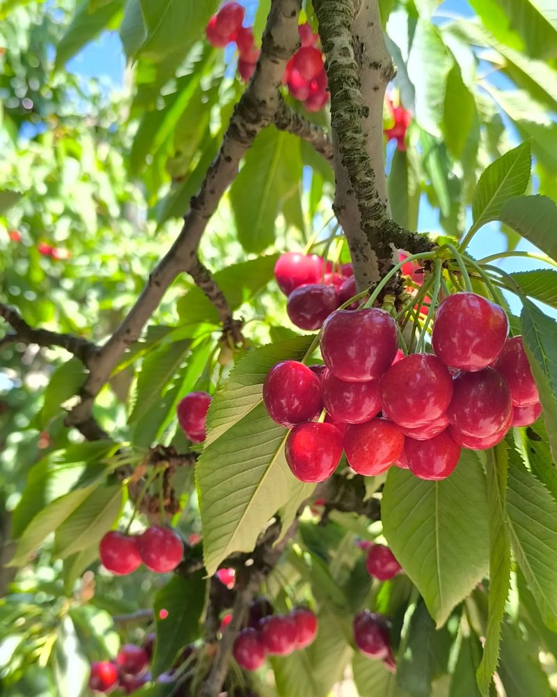 Cherry Tree