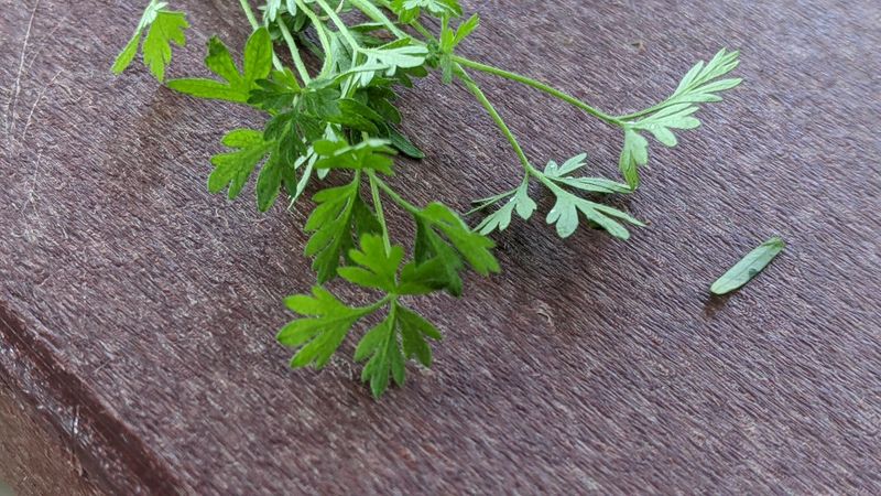 Chervil