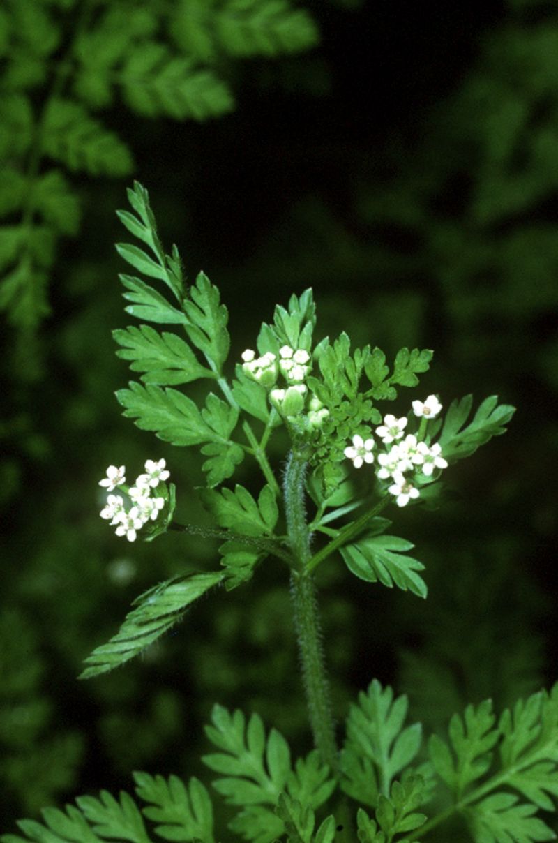 Chervil