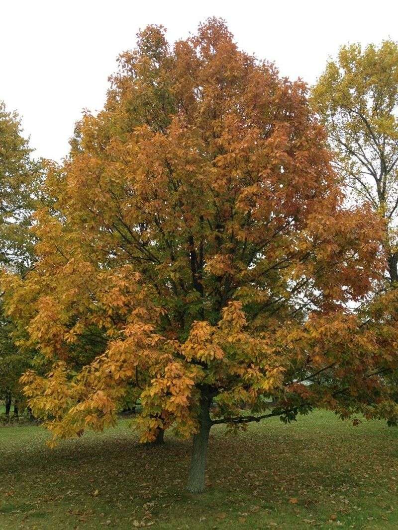 Chestnut Oak