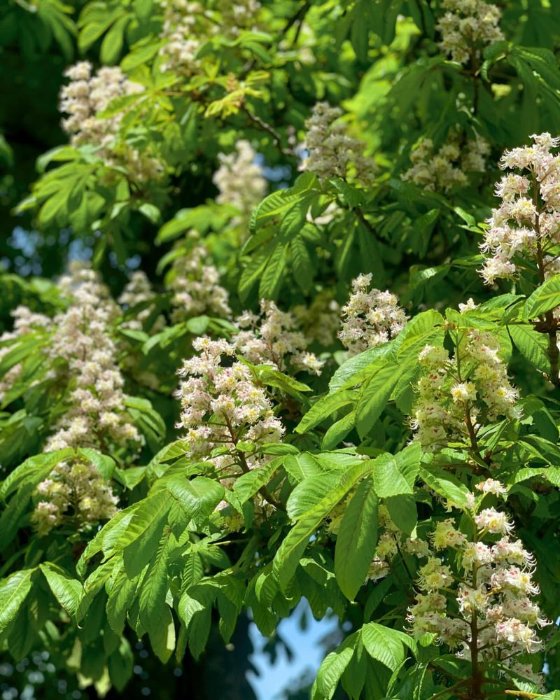 Chestnut Tree