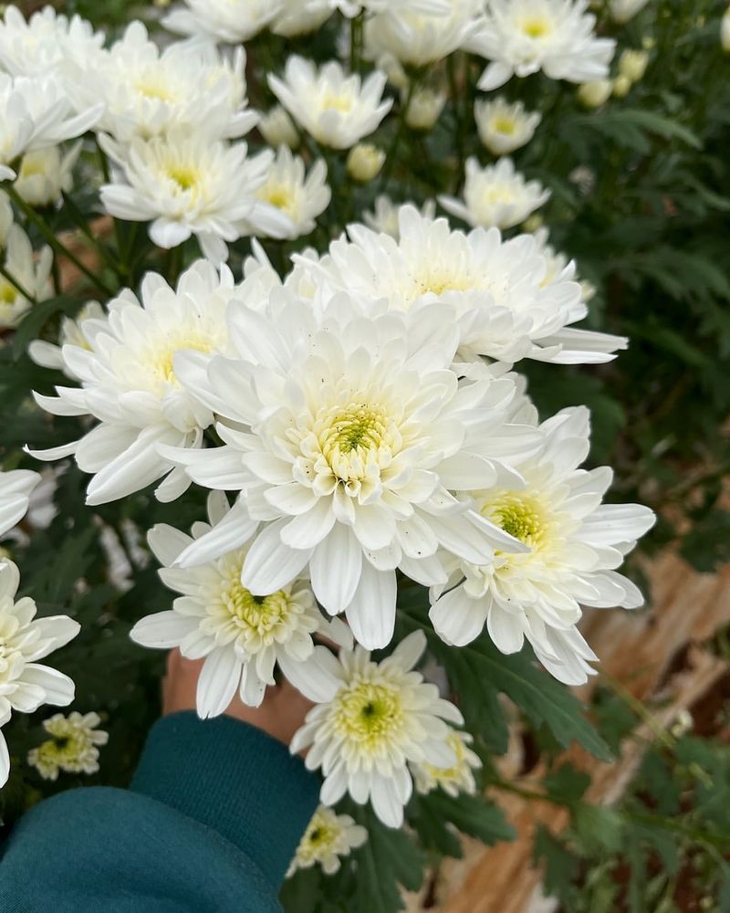 Chic Chrysanthemum