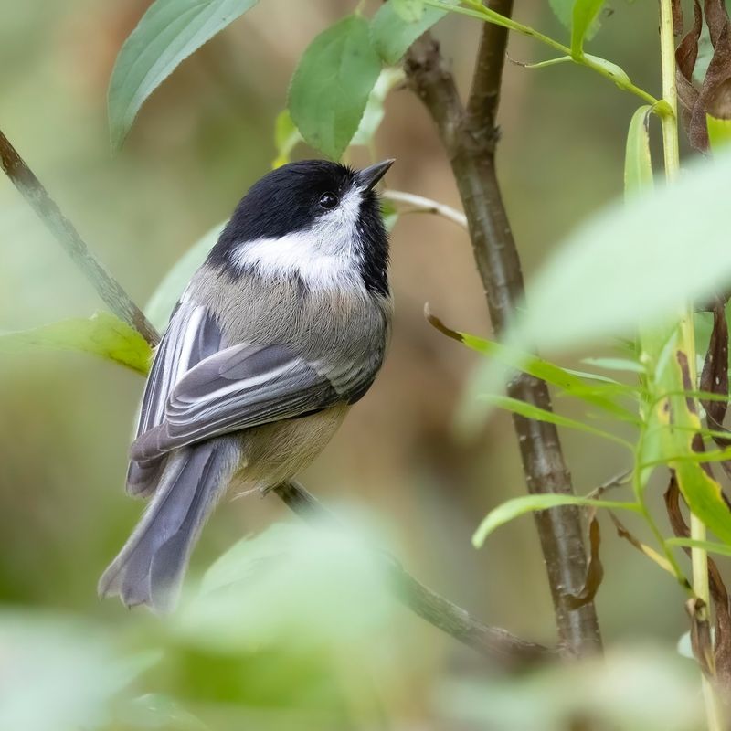 Chickadee