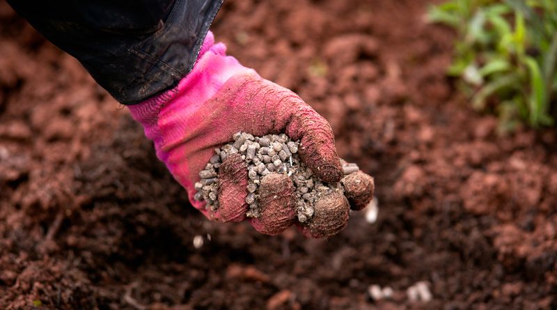 Chicken Manure