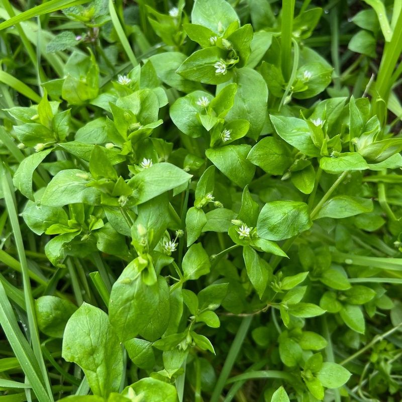 Chickweed