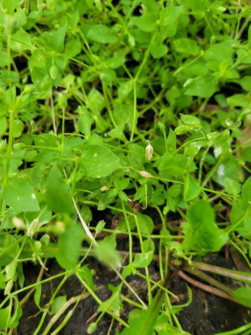 Chickweed