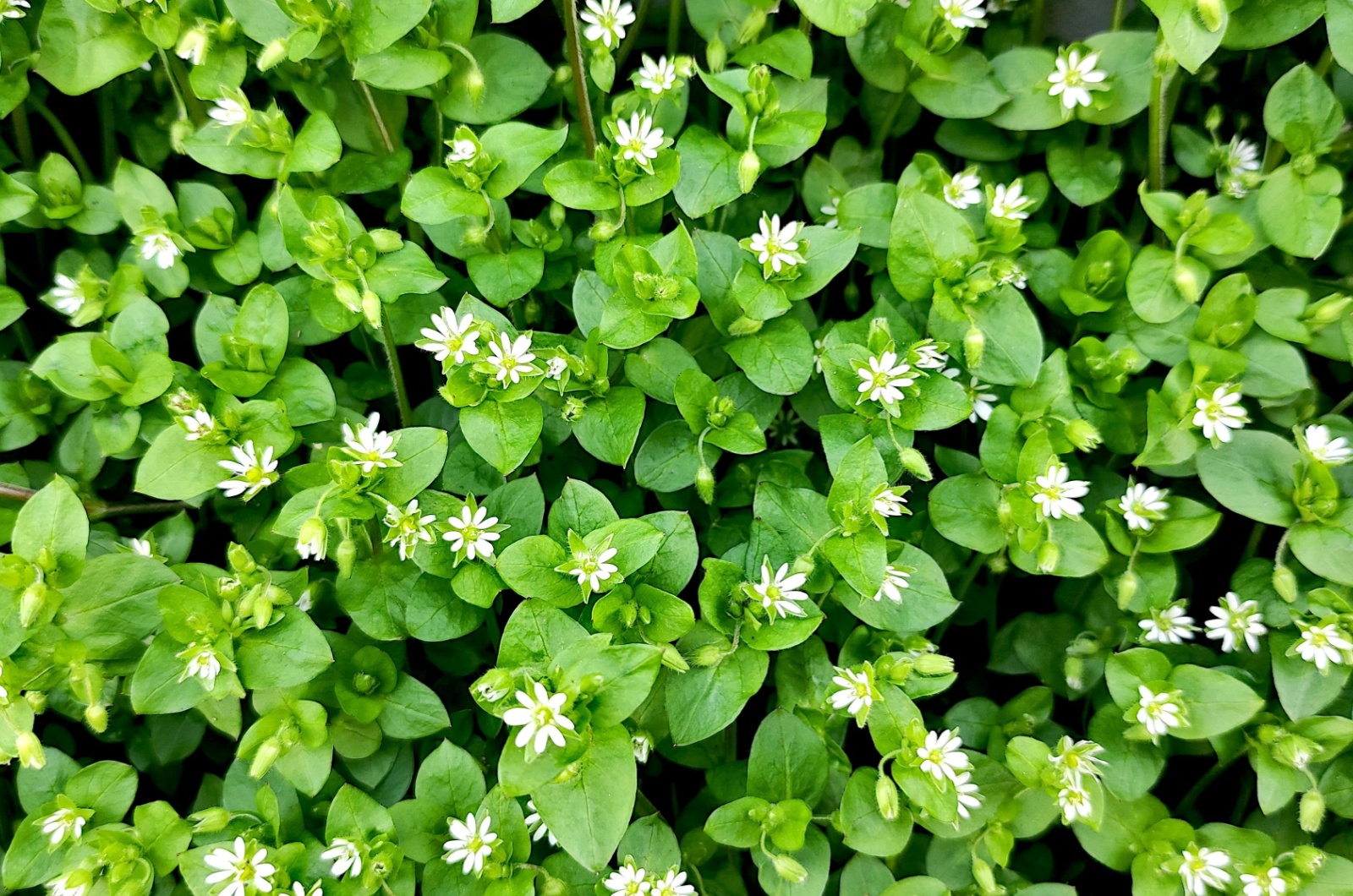 Chickweed