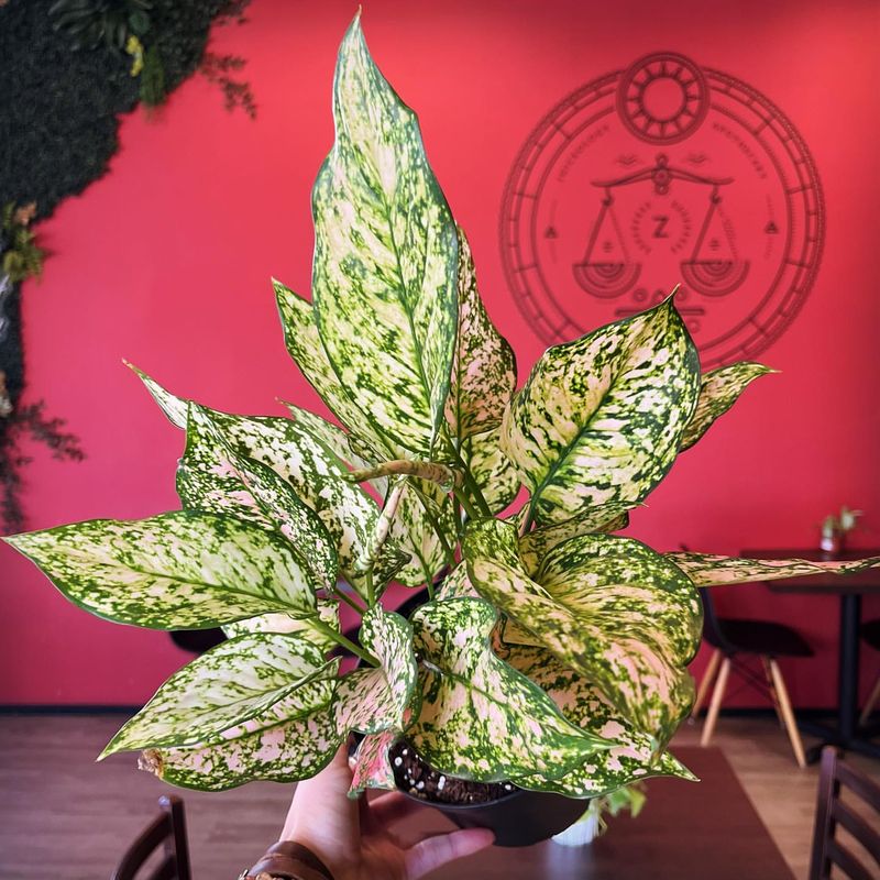 Chinese Evergreen