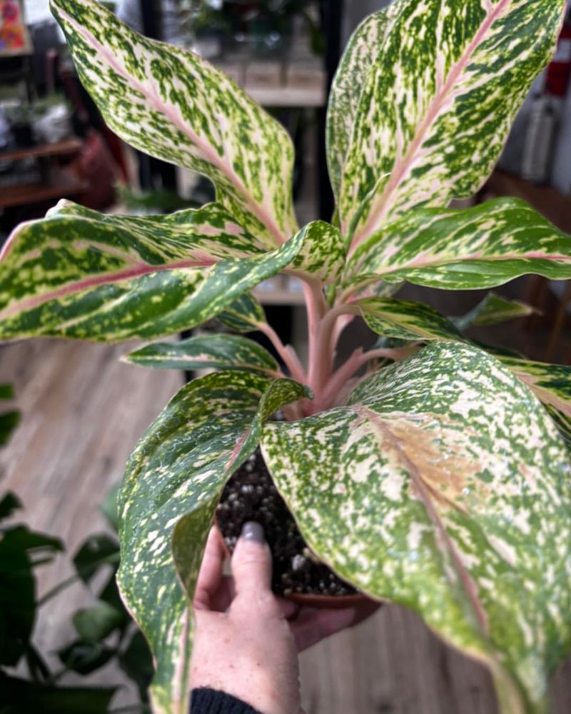 Chinese Evergreen