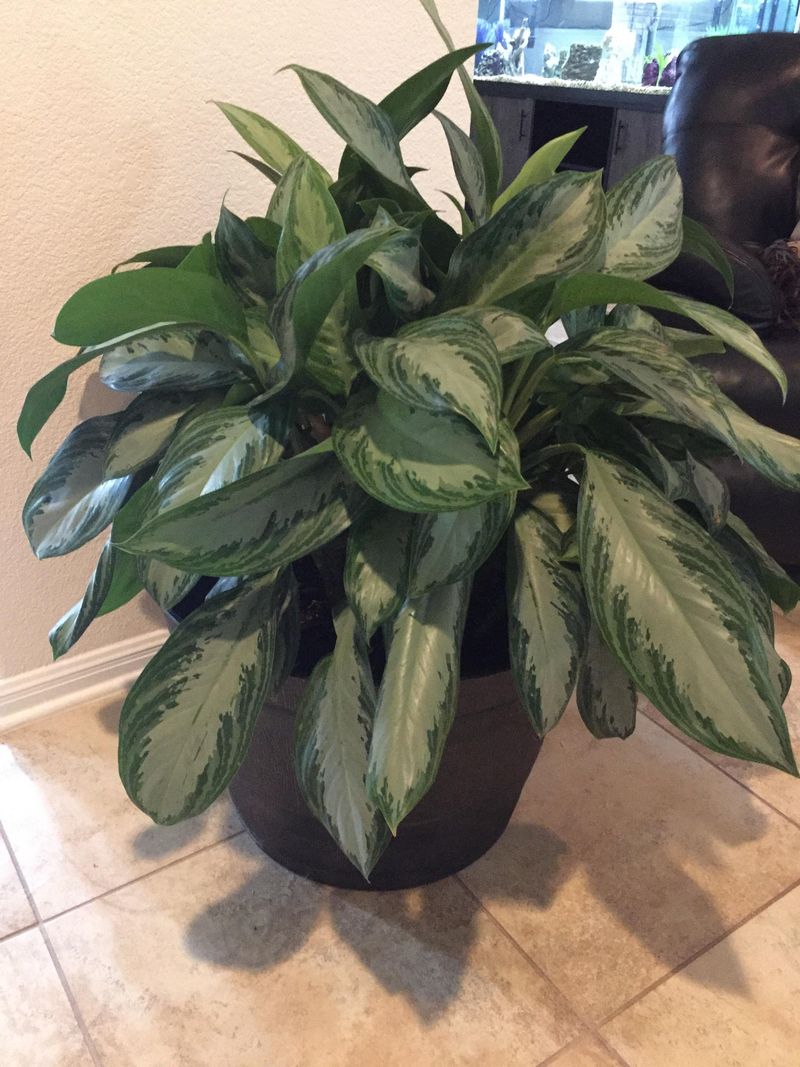 Chinese Evergreen