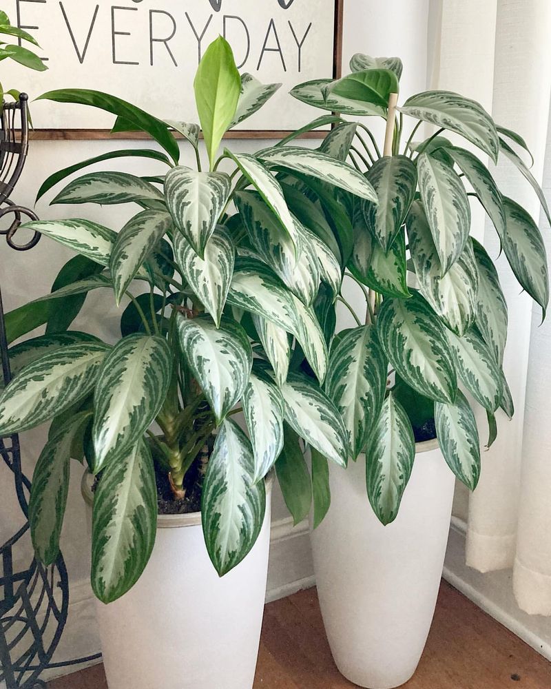 Chinese Evergreen