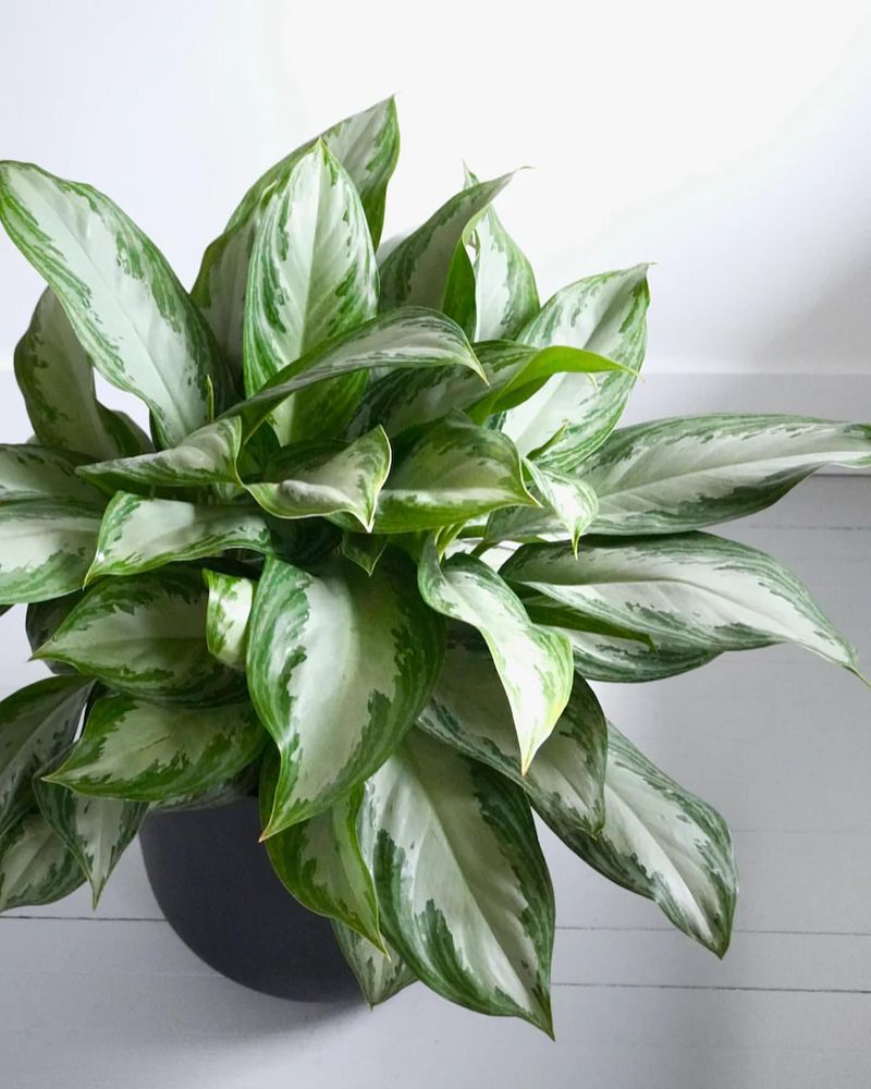 Chinese Evergreen