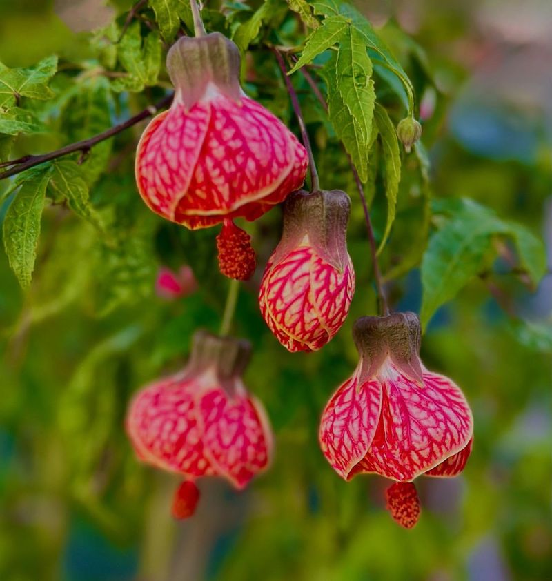 Chinese Lantern