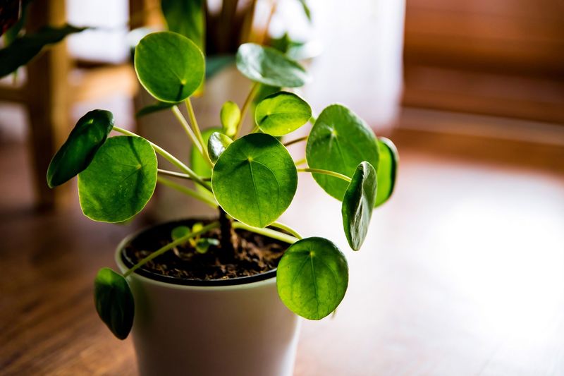 Chinese Money Plant