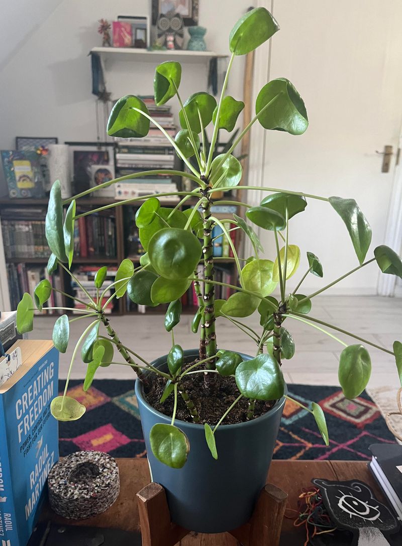 Chinese Money Plant