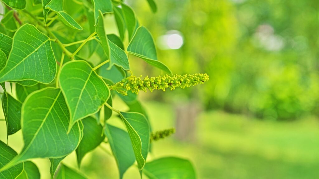 Chinese Tallow Tree