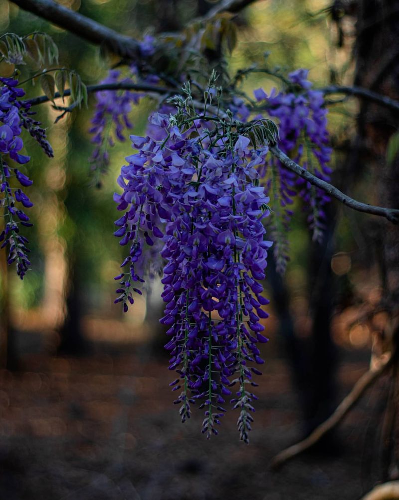 Chinese Wisteria