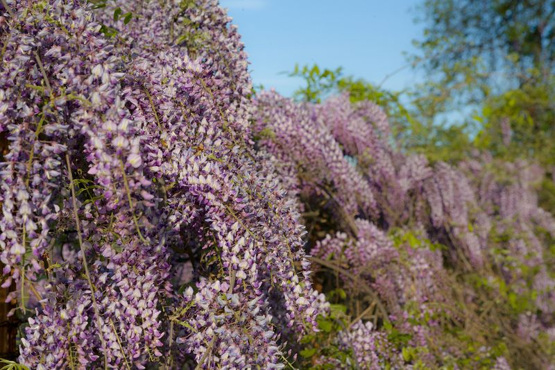 Chinese Wisteria