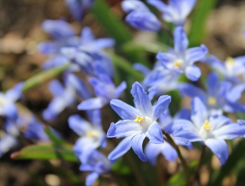 Chionodoxa