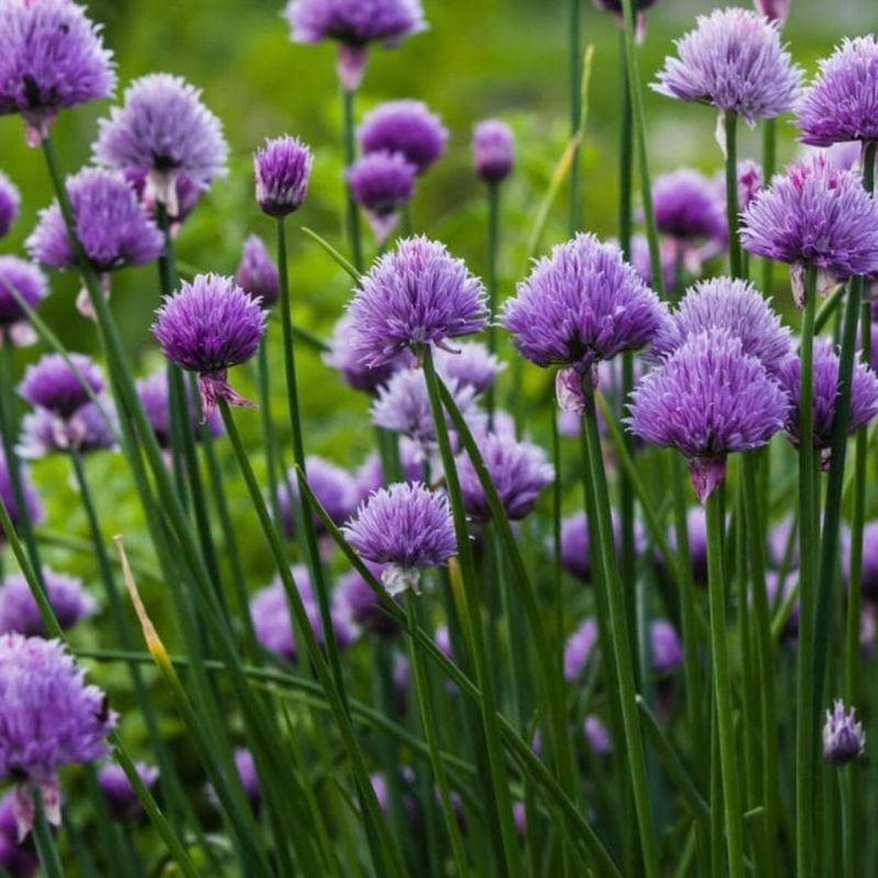 Chives