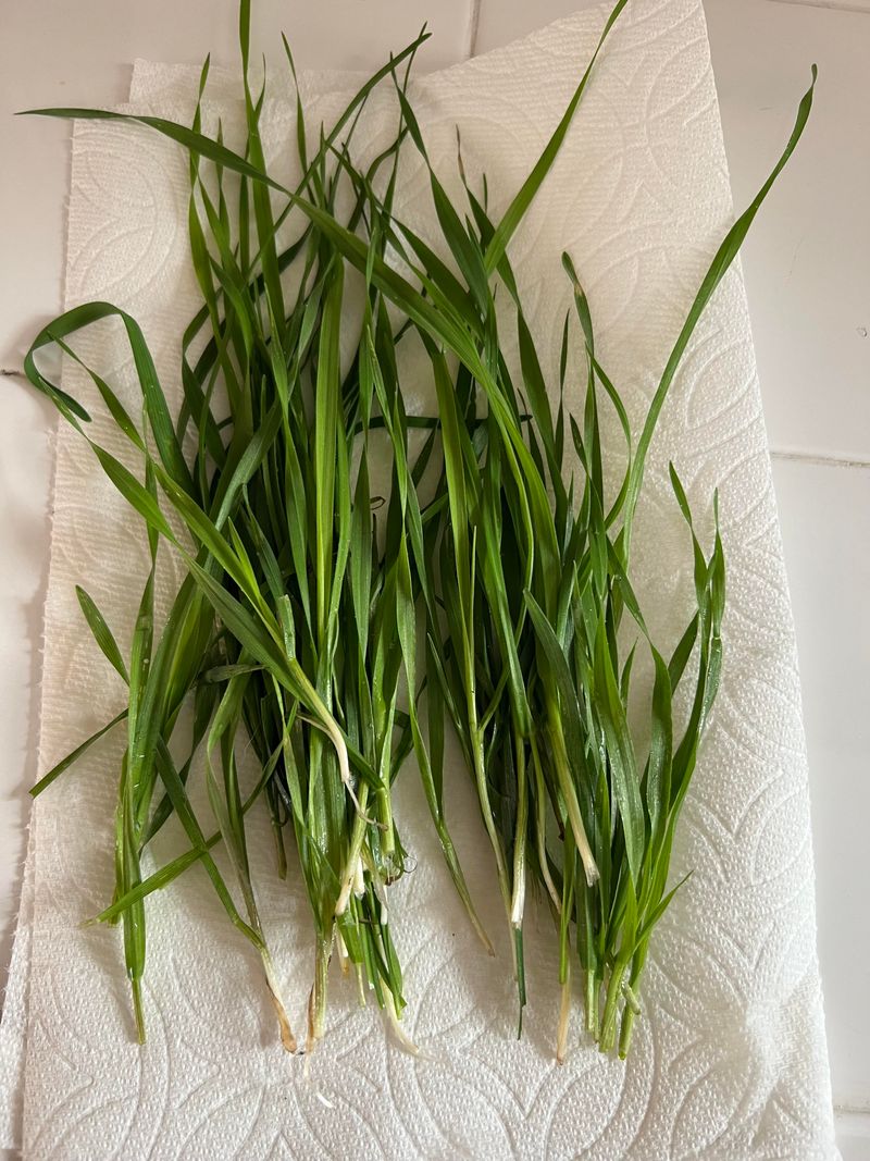 Chives