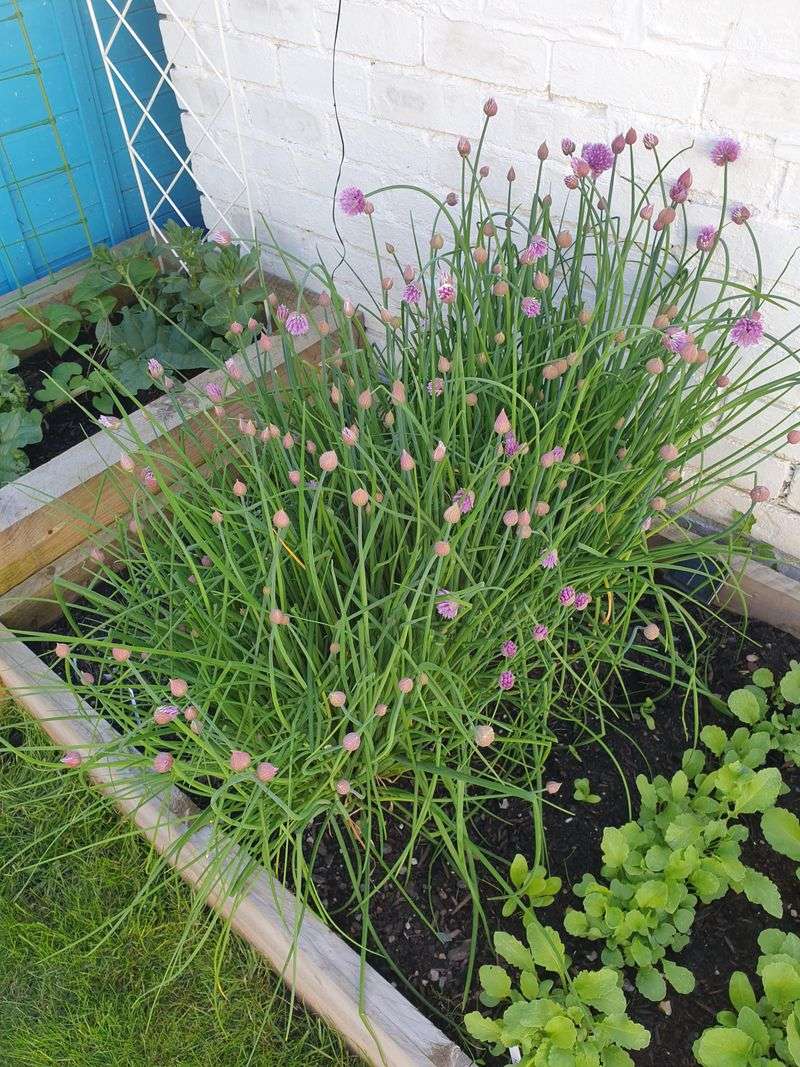 Chives and Garlic