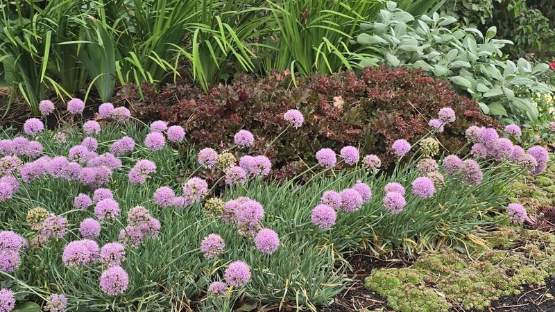 Chives and Roses