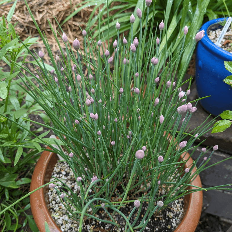 Chives