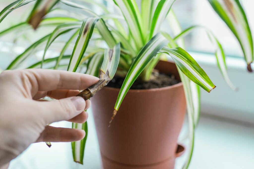 Chlorophytum house plant portrait with brown leaves