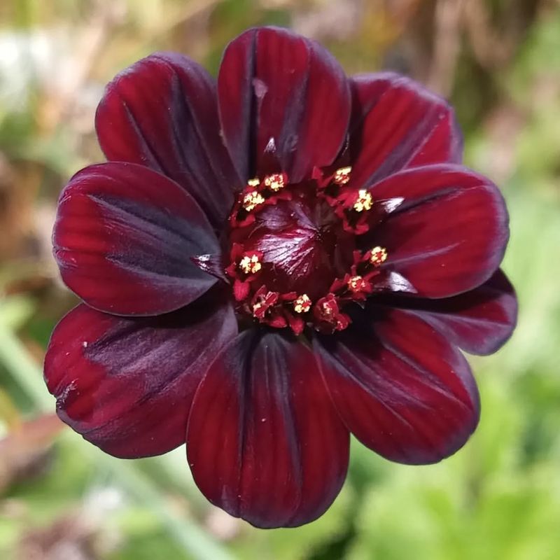 Chocolate Cosmos