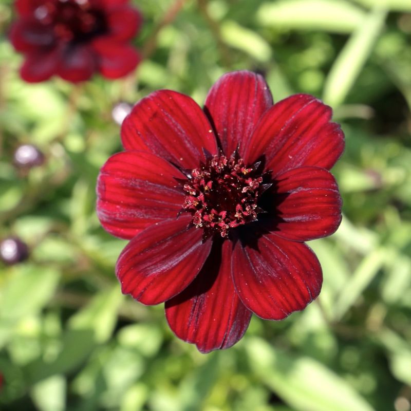 Chocolate Cosmos