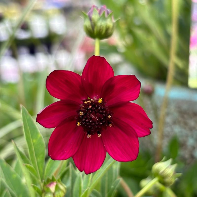 Chocolate Cosmos