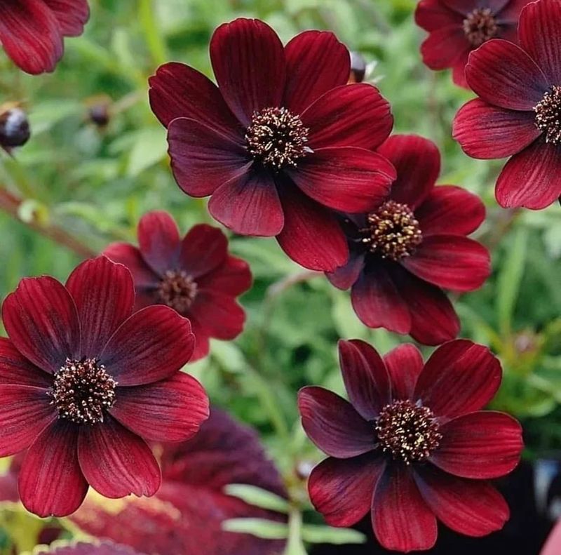 Chocolate Cosmos