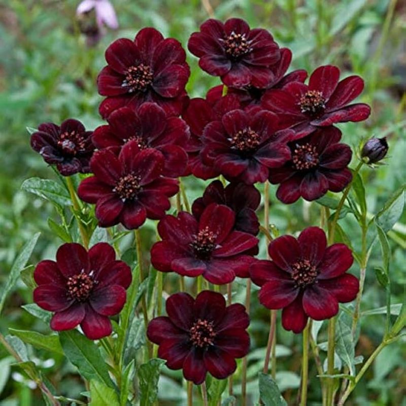 Chocolate Cosmos