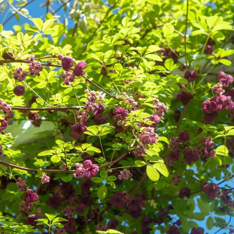 Chocolate Vine