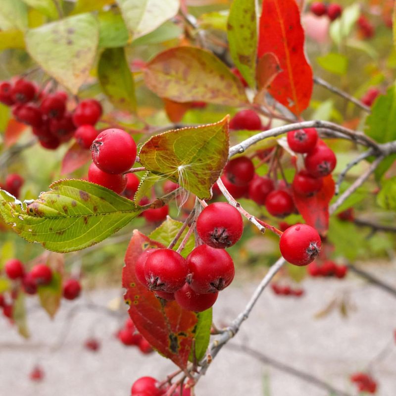 Chokeberry Shrub