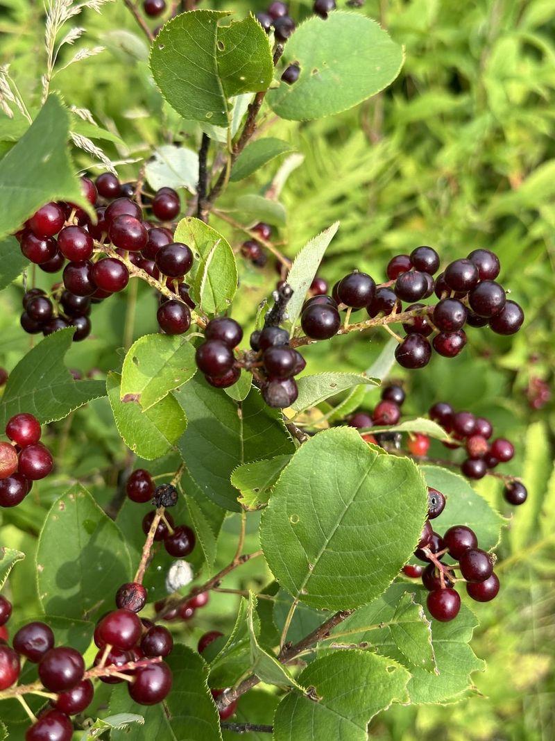 Chokecherry