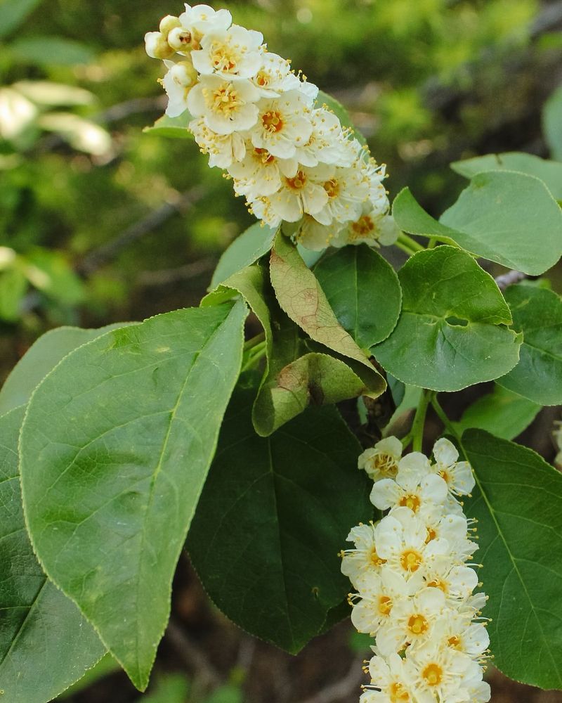 Chokecherry