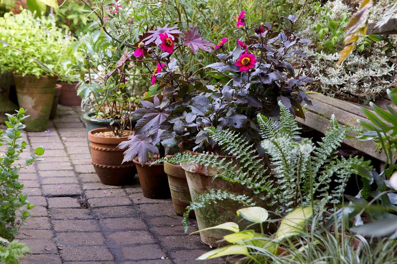 Choose Perennial Plants