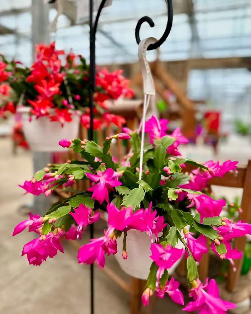 Christmas Cactus