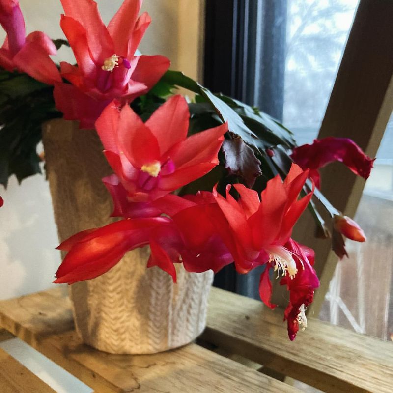 Christmas Cactus