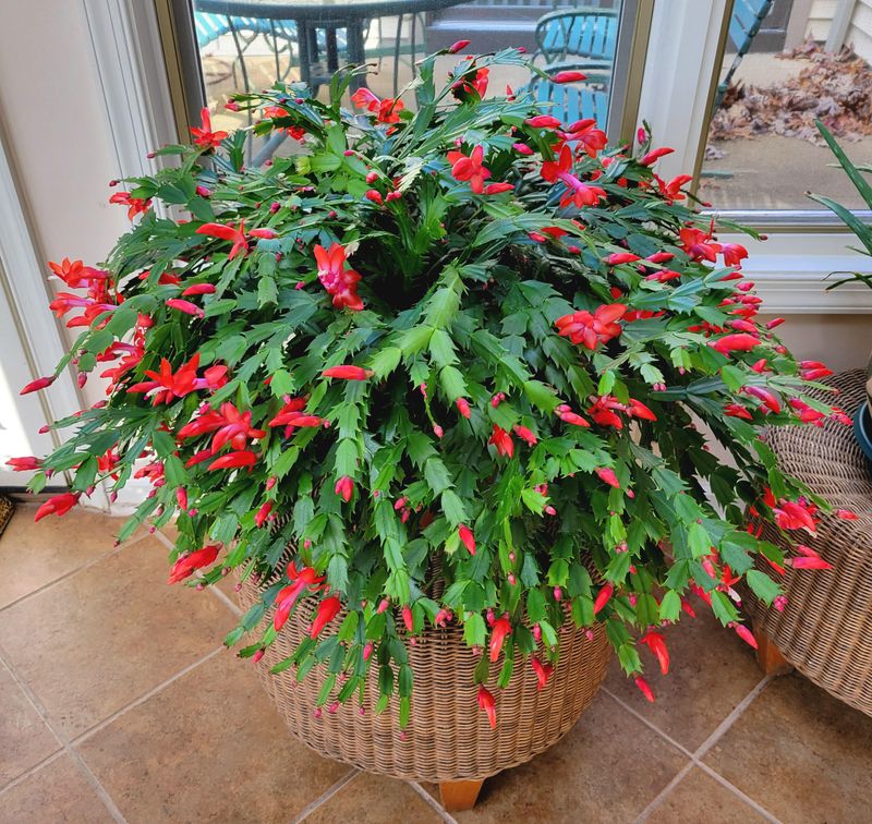 Christmas Cactus