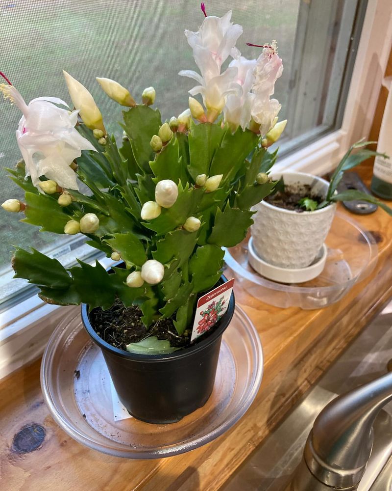 Christmas Cactus