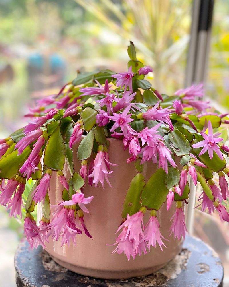 Christmas Cactus