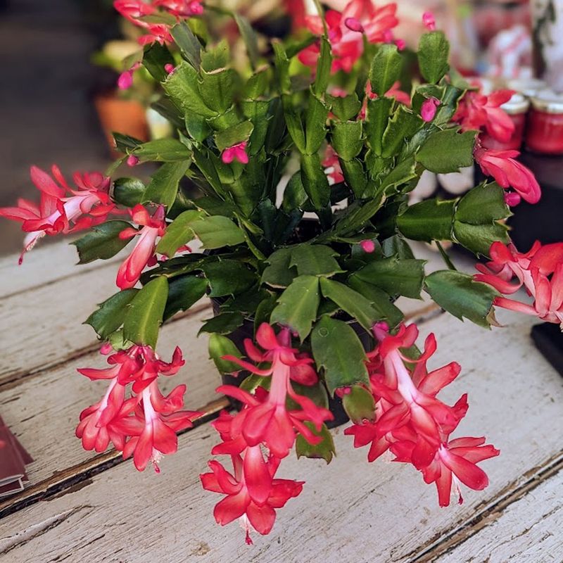 Christmas Cactus