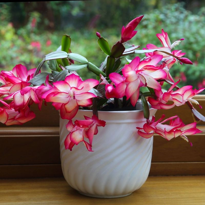 Christmas Cactus (Schlumbergera)