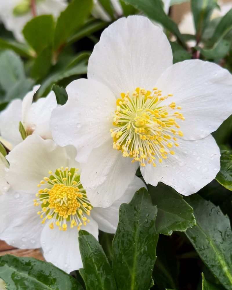 Christmas Rose