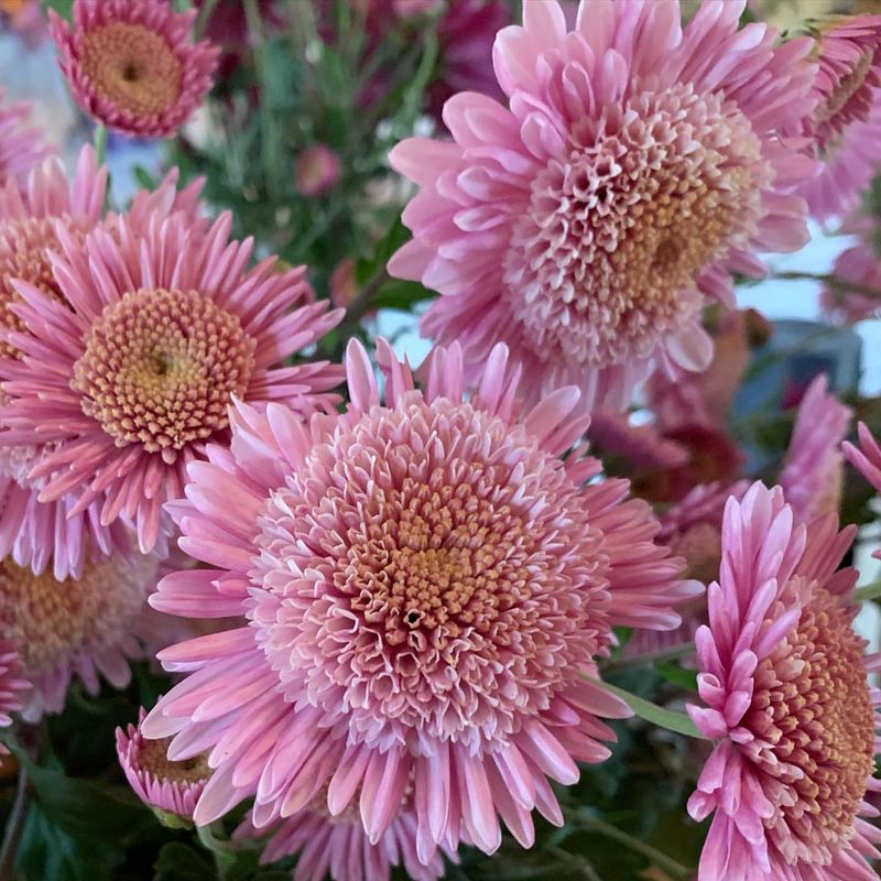 Chrysanthemum