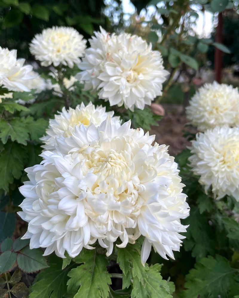 Chrysanthemum