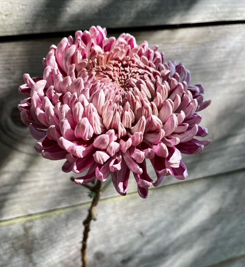 Chrysanthemum